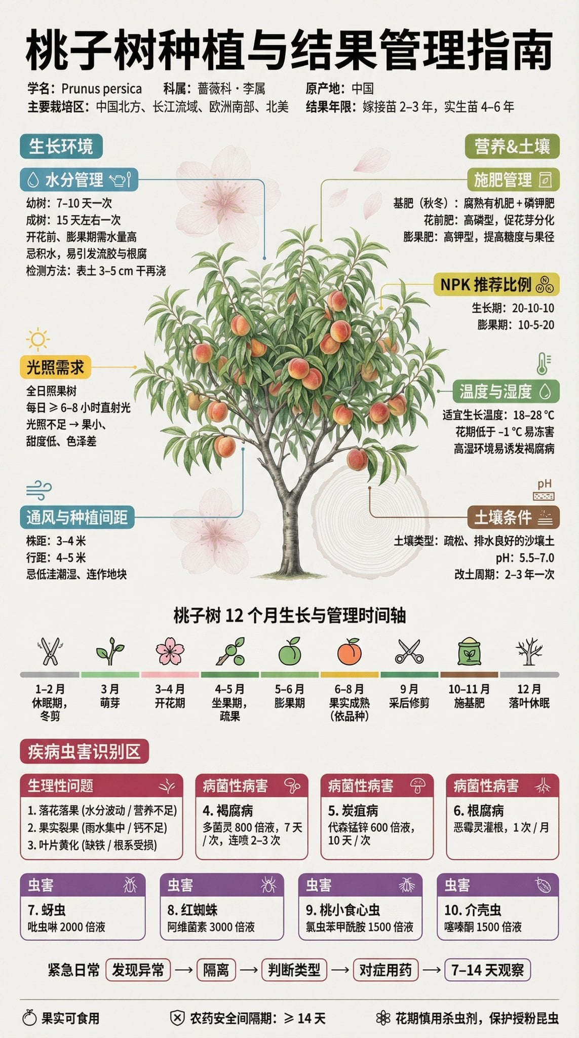 果树种植科普展板 | 3:4 竖版 | 博物馆级信息设计
【主标题】
「××果树种植与结果管理指南」
字体：思源黑体 / 思源宋体混排，确保中文清晰渲染

【副